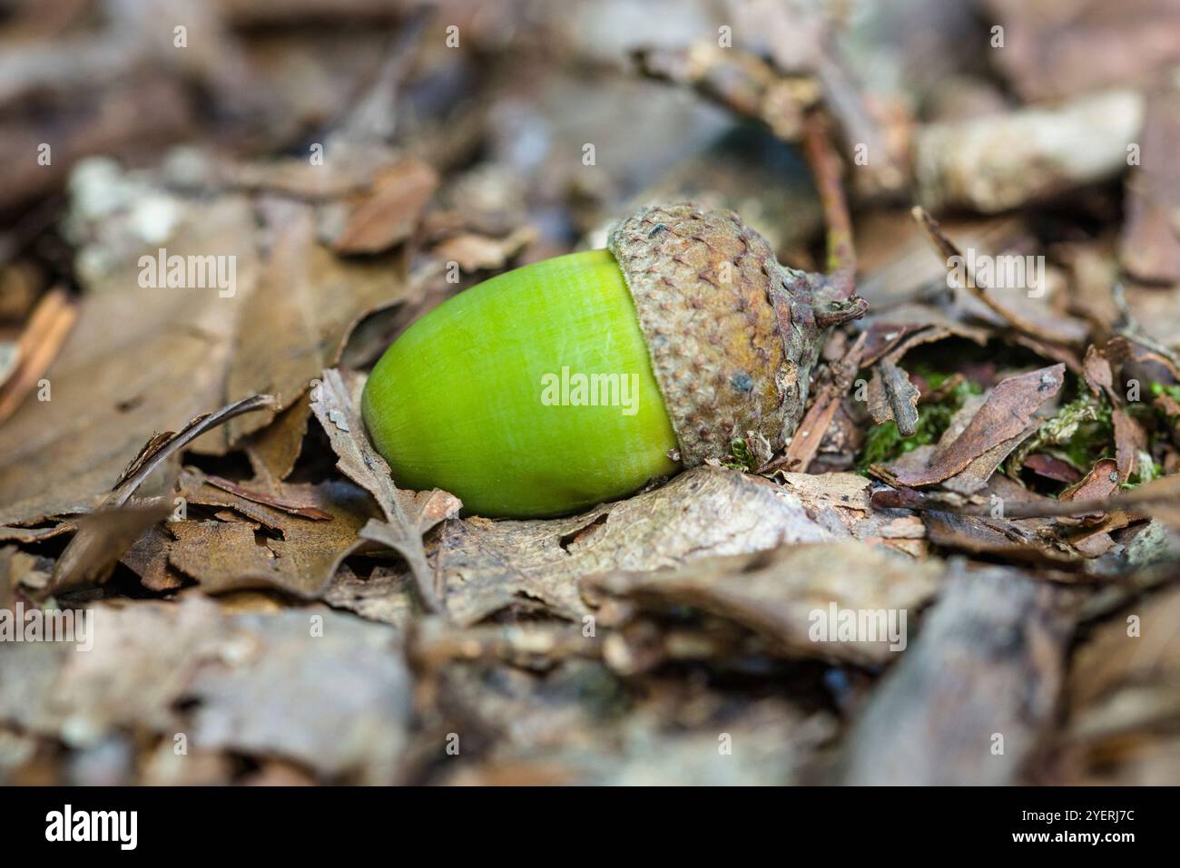 Acorn en automne se trouve sur le sol de la forêt avec de la mousse et des feuilles Banque D'Images