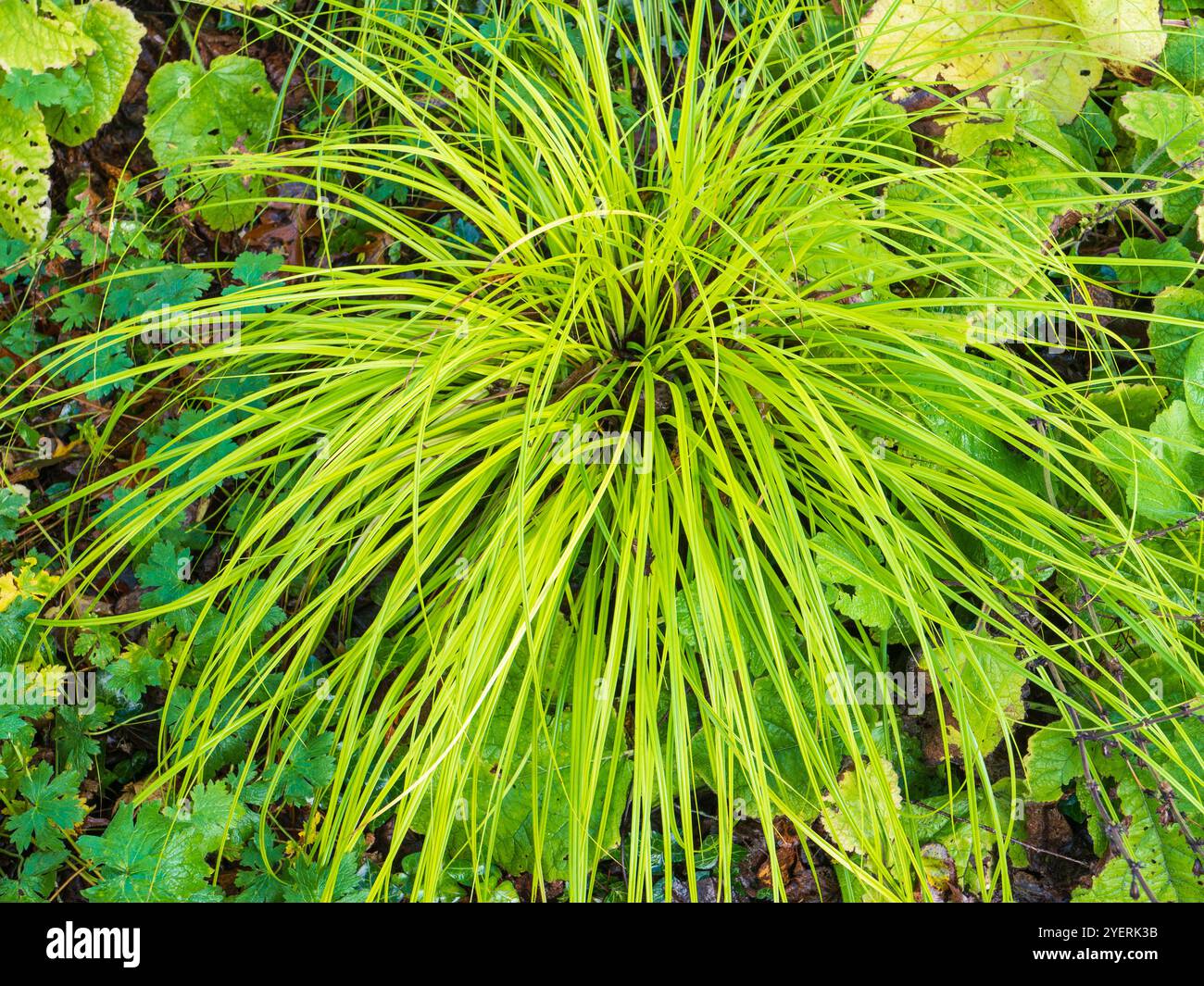 Feuilles minces et voûtées dans un monticule de l'araignée dorée de Carex elata 'Aurea' Banque D'Images