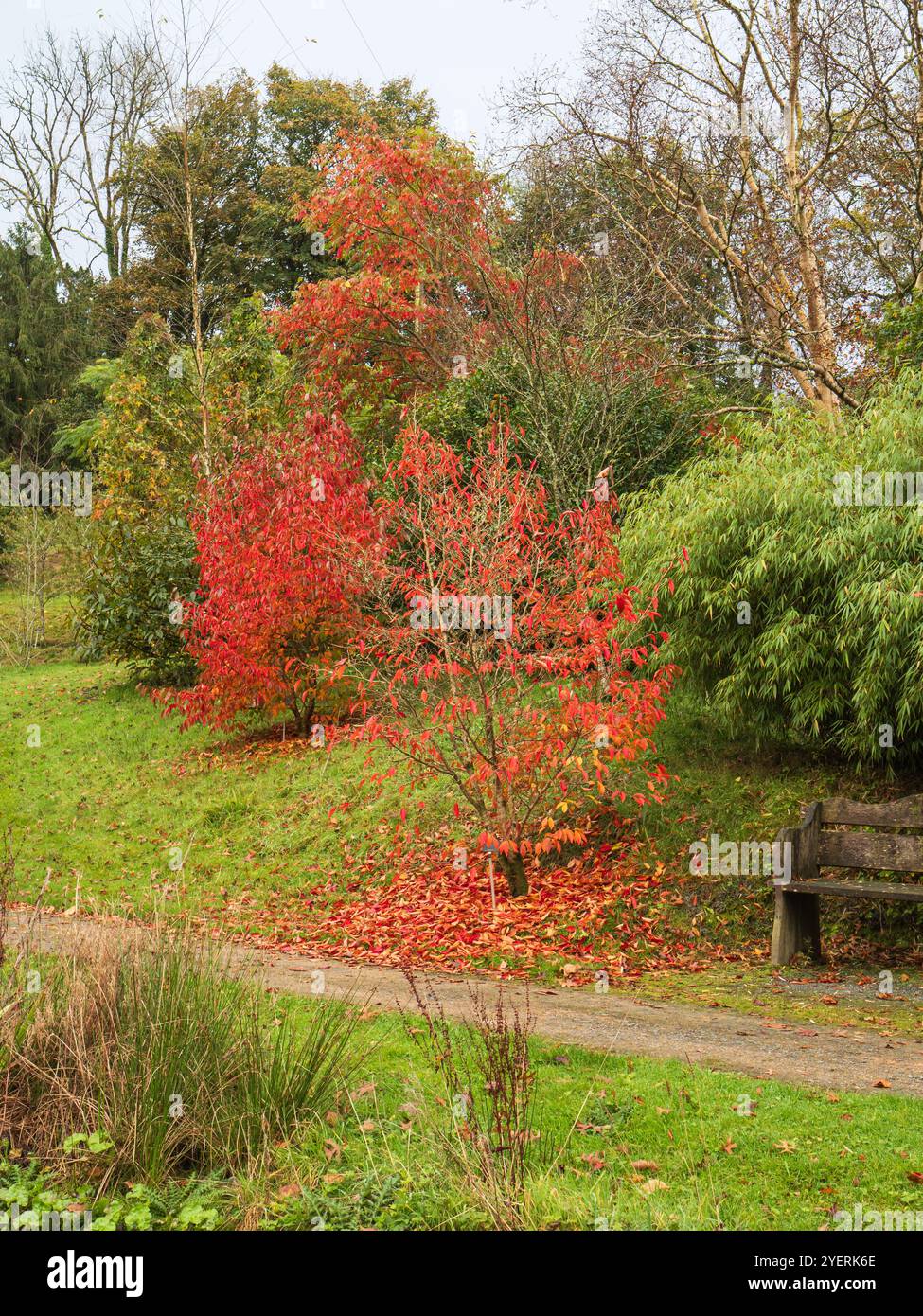 Couleur d'automne dans l'Arboretum de la Garden House, Buckland Monachorum, Devon, Royaume-Uni Banque D'Images