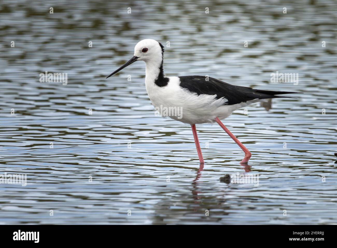 Un pied sur pilotis pataugant dans un lac Banque D'Images