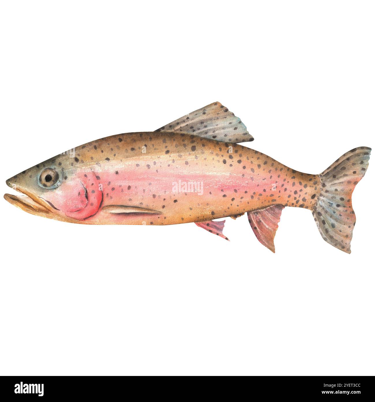 Poisson de truite arc-en-ciel. Clipart de pêche. Truite d'eau douce. Illustration d'aquarelle dessinée à la main. Banque D'Images
