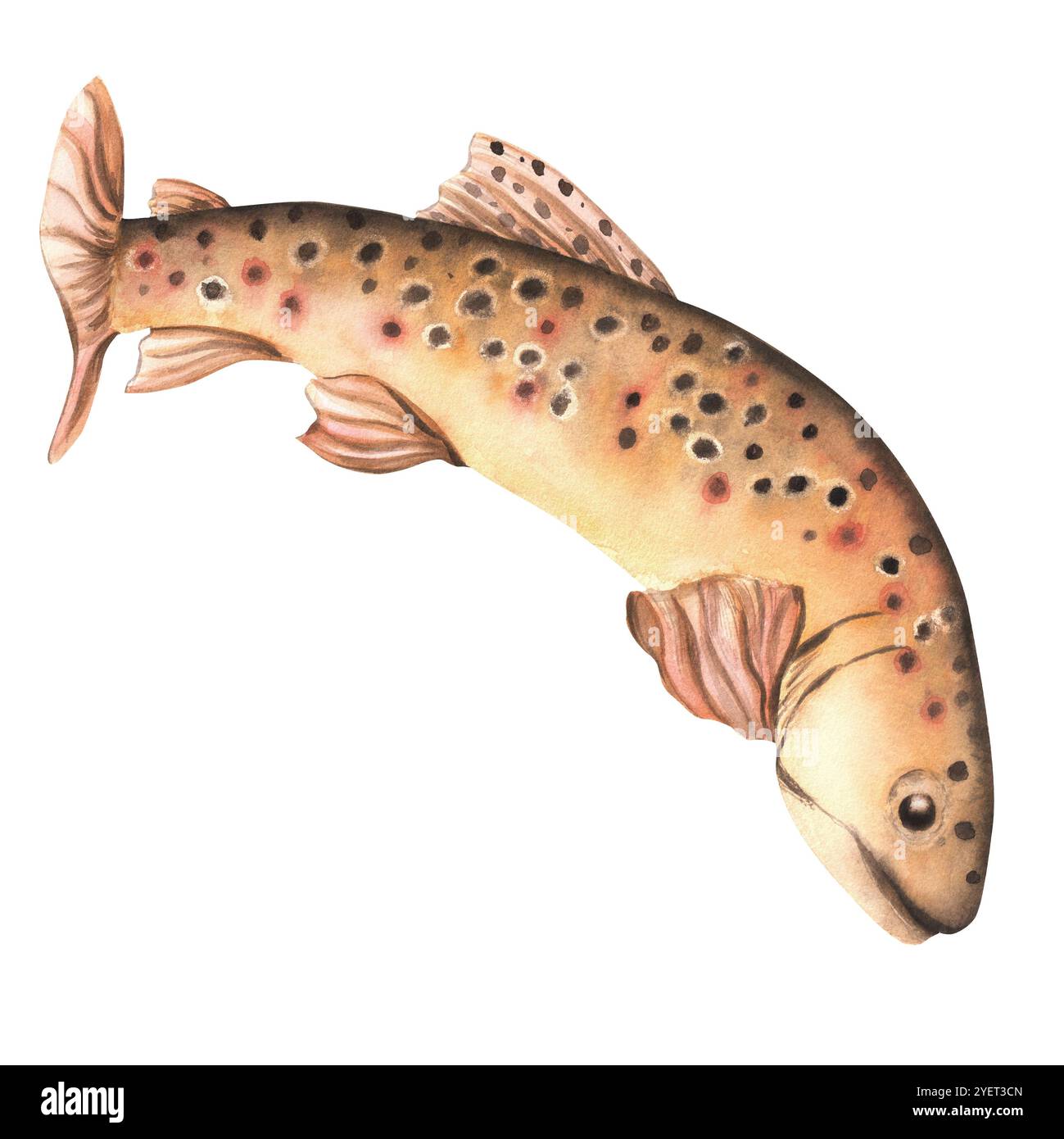 Un portrait de poisson tacheté de truite brune d'eau douce. Clipart de pêche. Illustration d'aquarelle dessinée à la main. Banque D'Images