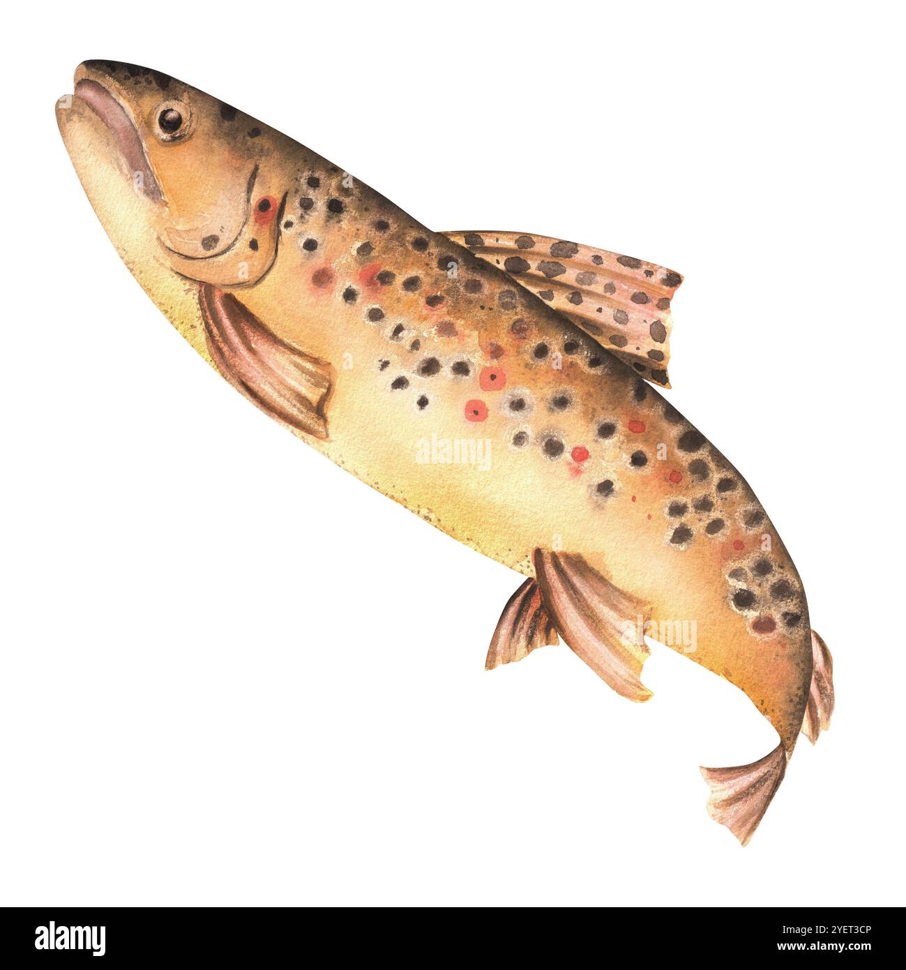 Poisson de truite brune tachetée d'eau douce. Clipart de pêche. Poissons riverains. Illustration d'aquarelle dessinée à la main. Banque D'Images