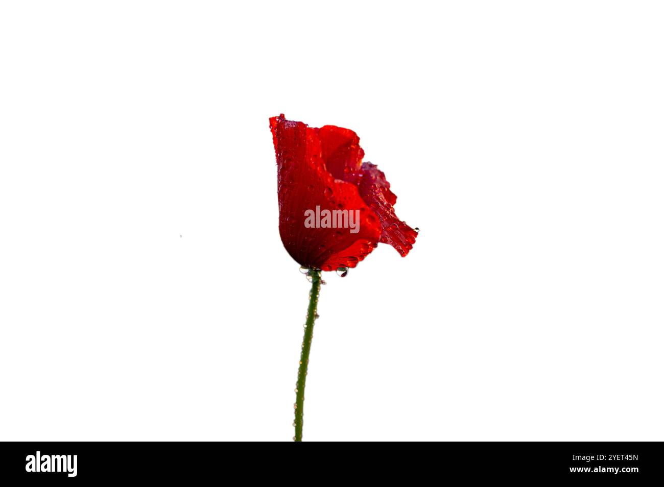 Jour du souvenir, Guerre mondiale, dimanche du souvenir. Belles fleurs de coquelicot isolées sur fond blanc. Espace pour le texte 20 Banque D'Images