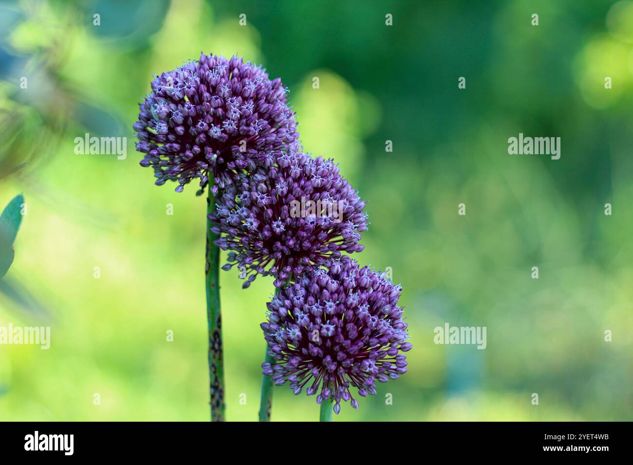 Allium sphaerocephalon, connu sous le nom d'ail de serpent, est un type d'oignon appartenant à la famille des Amaryllidaceae. Gros plan sur la plante fleurie. Banque D'Images