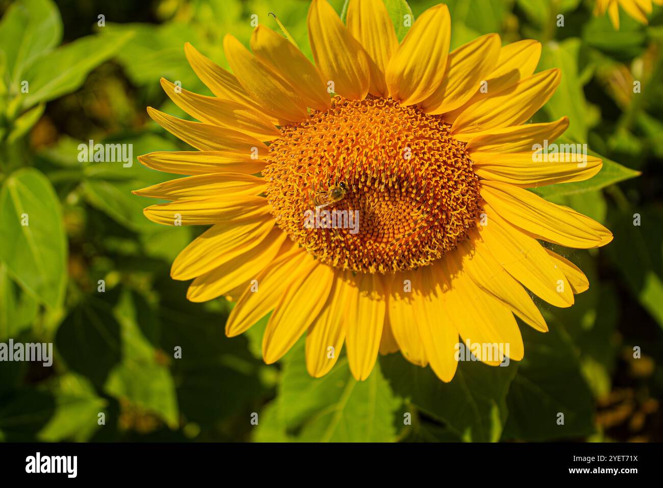 Une fleur de tournesol jaune dans un champ et une abeille assise sur ses pétales. Journées chaudes et ensoleillées et météo en Italie en été Banque D'Images