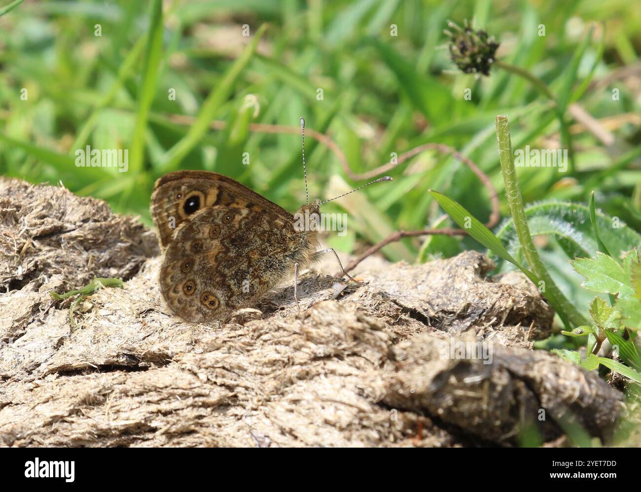 Wall Brown Butterfly - Lasiommata megera Banque D'Images