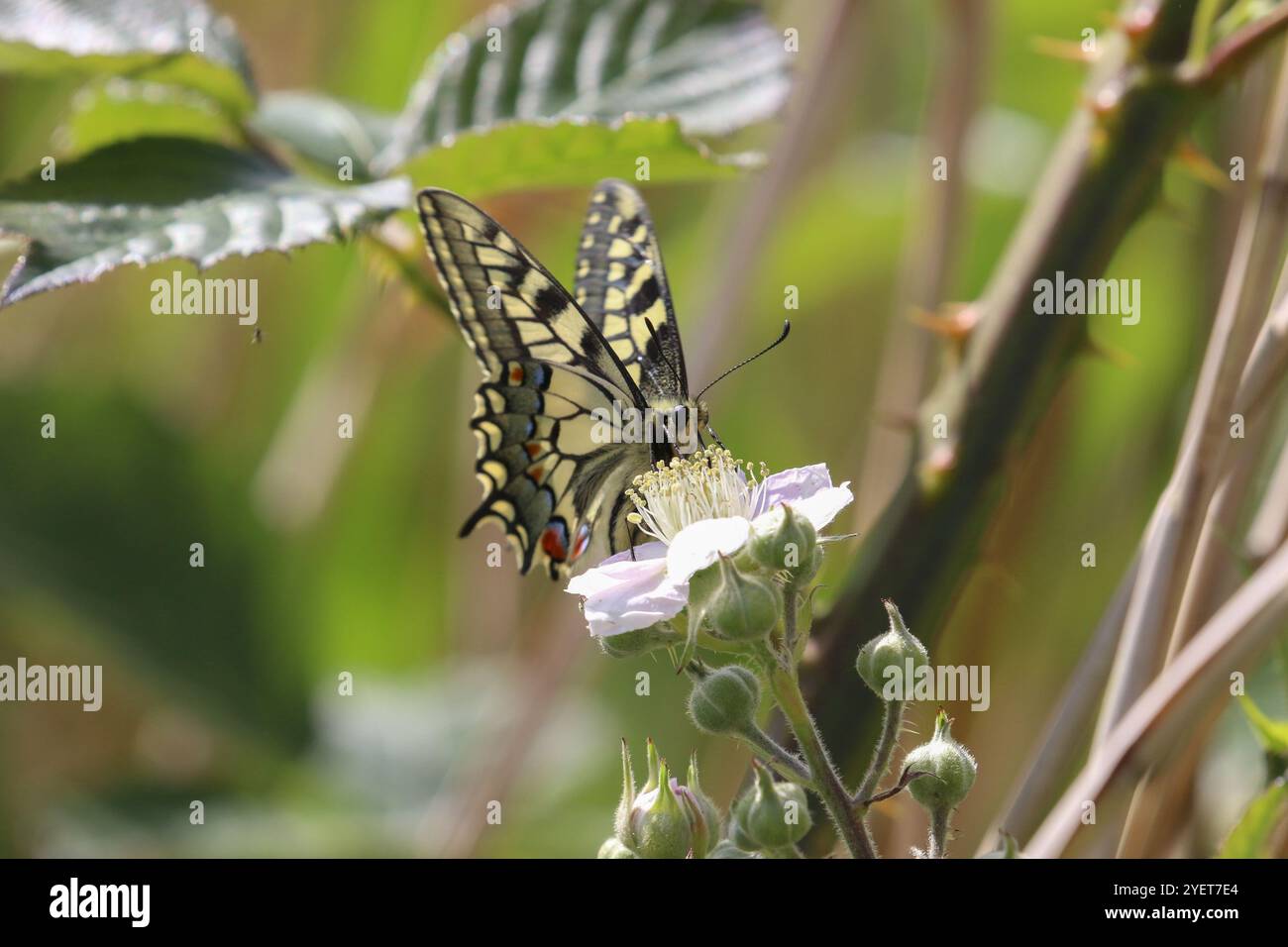 Papillon à queue d'aronde - Papilio machaon Banque D'Images