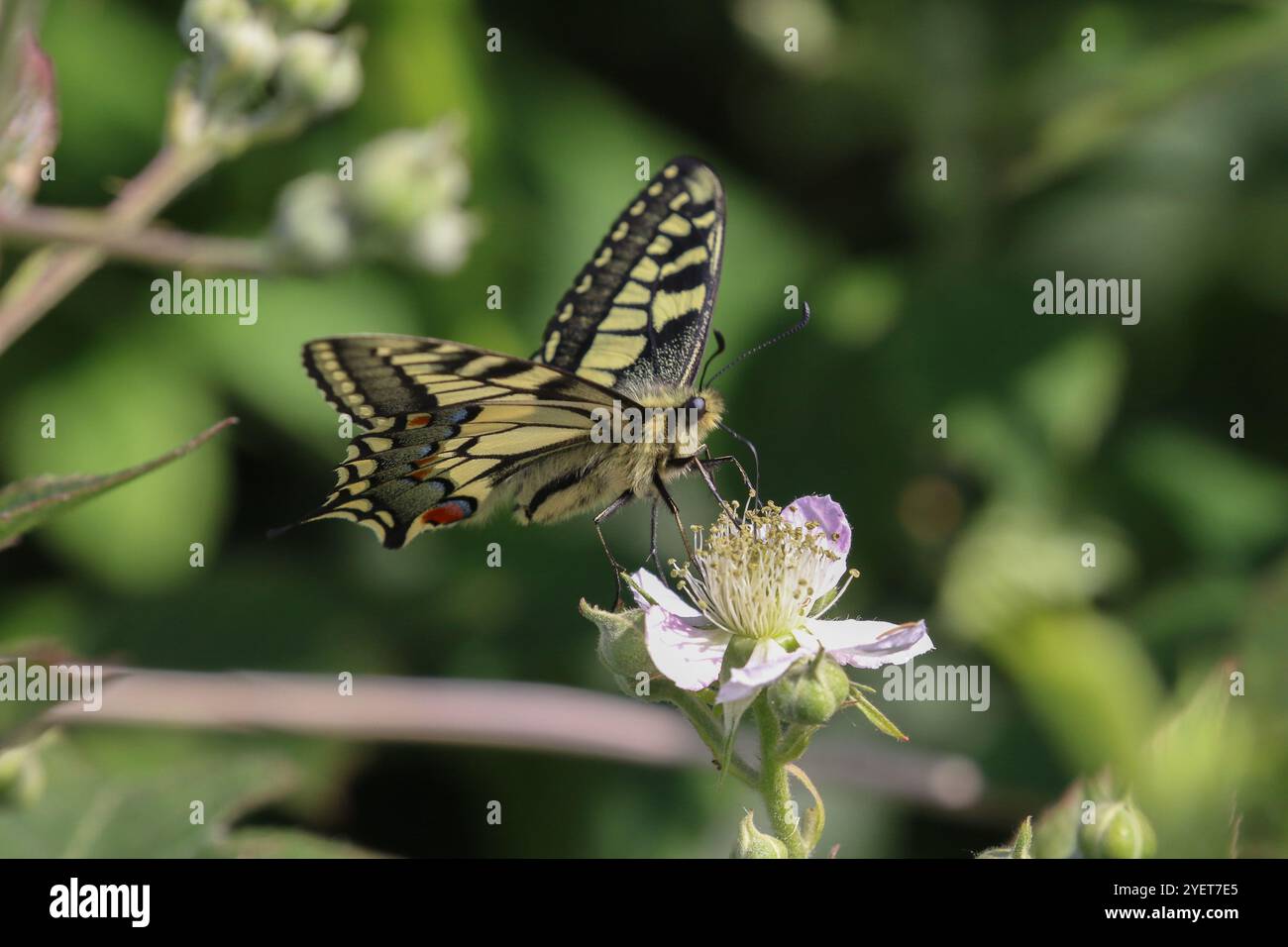 Papillon à queue d'aronde - Papilio machaon Banque D'Images