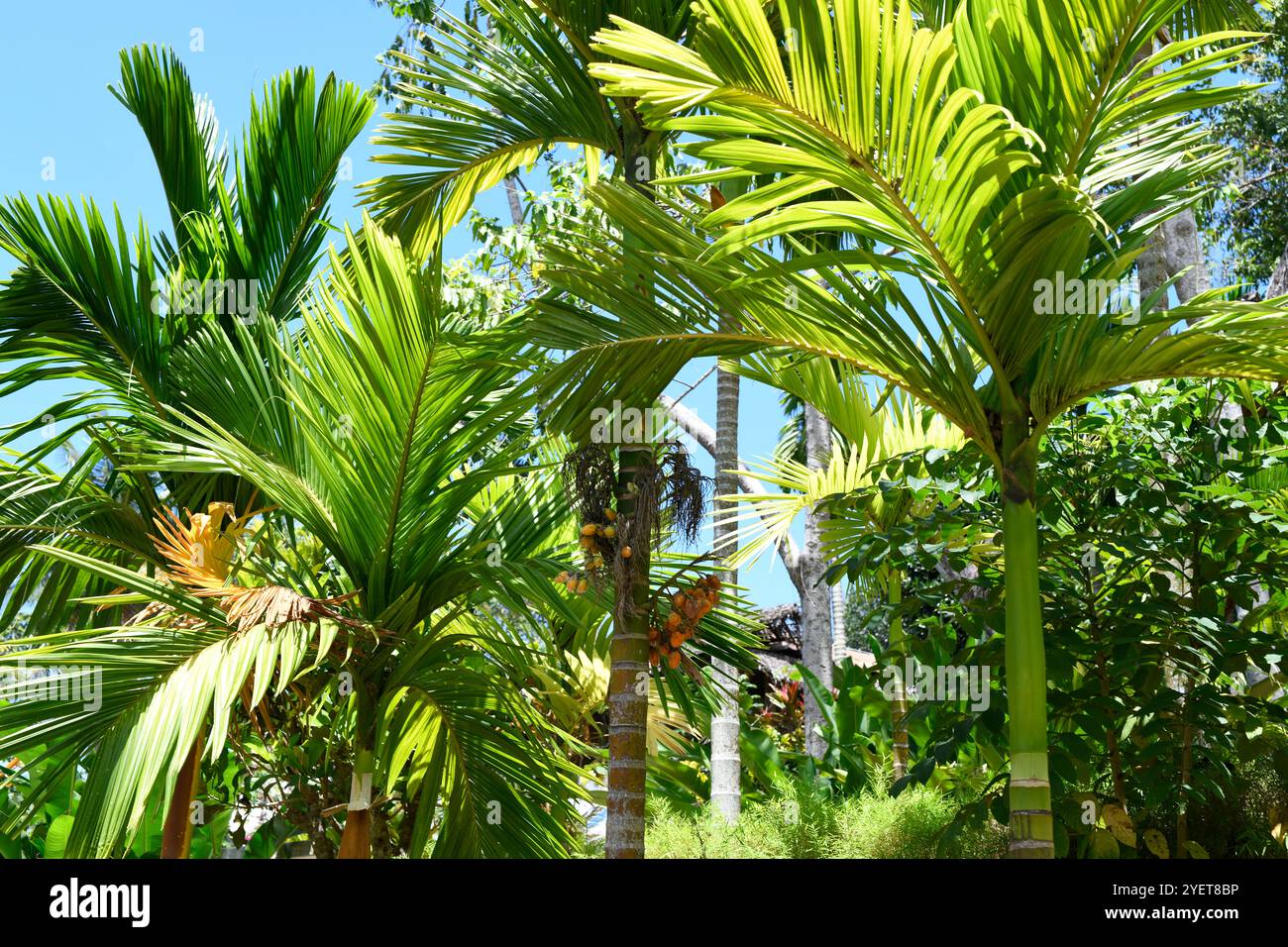 Le palmier royal (Roystonea regia) est un grand palmier originaire des Caraïbes, d'Amérique centrale, du Mexique et de Floride et introduit dans d'autres régions tropicales. Ce p Banque D'Images