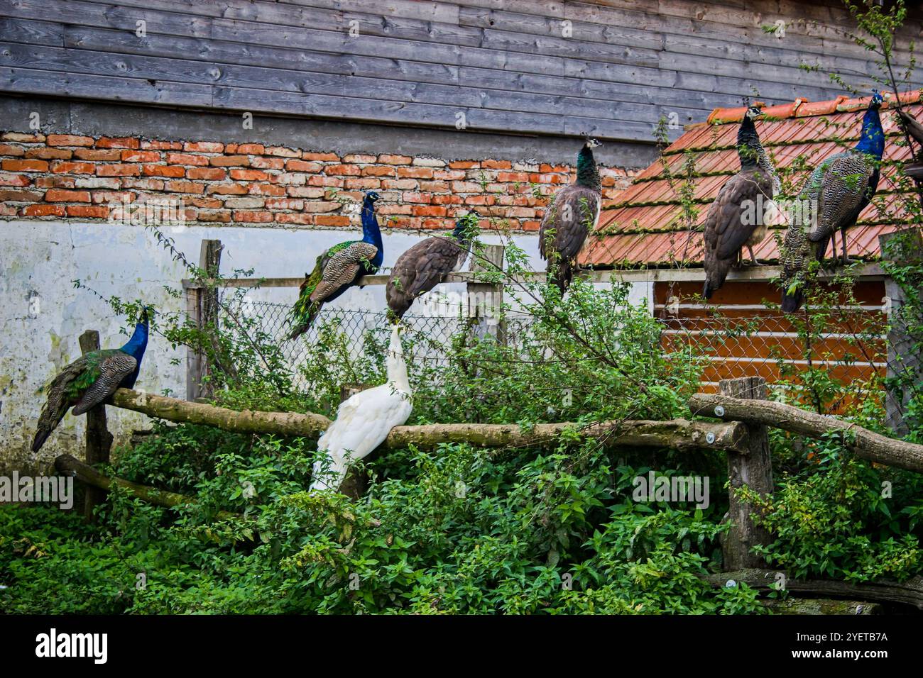 Nacre coloré assis sur une vieille clôture Banque D'Images