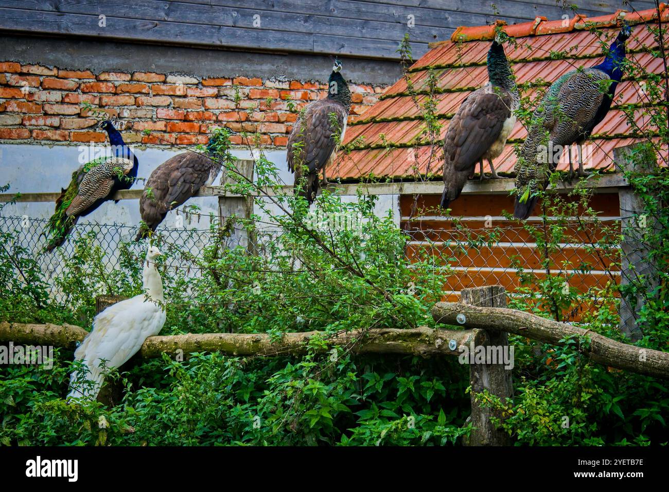 Nacre coloré assis sur une vieille clôture Banque D'Images