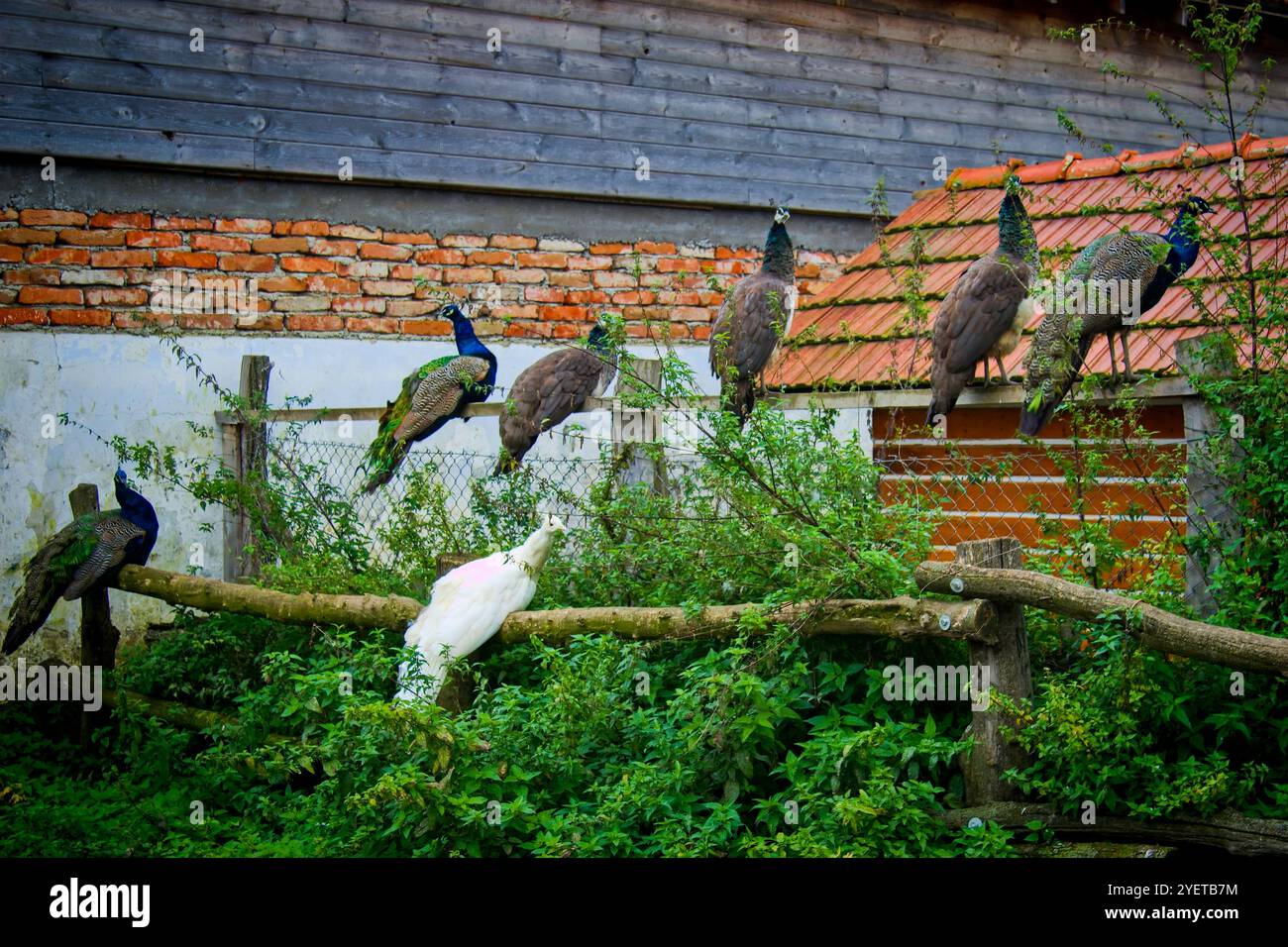 Nacre coloré assis sur une vieille clôture Banque D'Images