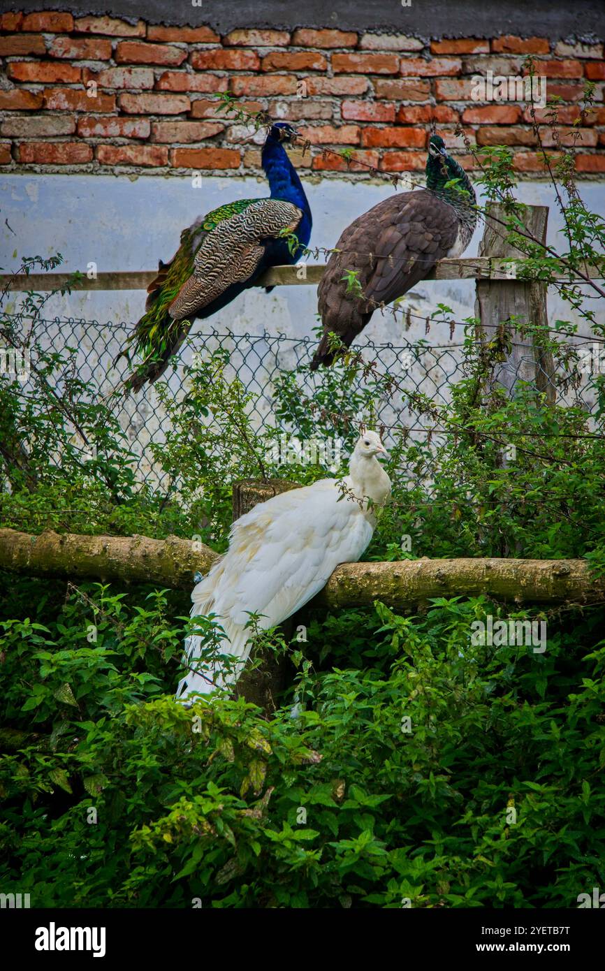 Nacre coloré assis sur une vieille clôture Banque D'Images