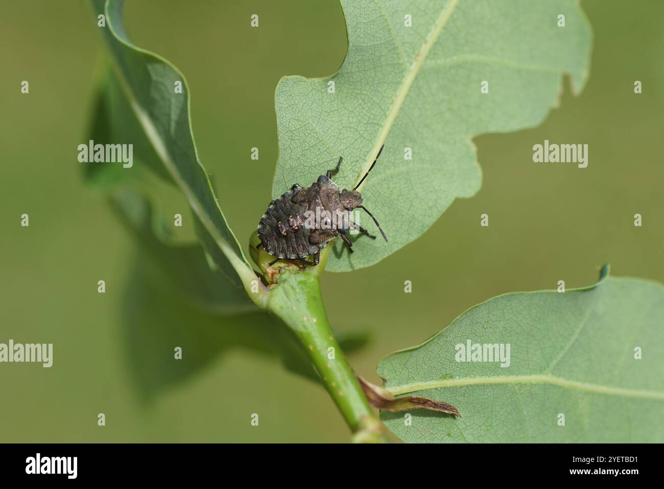 Nymphe d'un insecte forestier ou bleuet à pattes rouges (Pentatoma rufipes) sur feuilles de chêne. Famille des Pentatomidae. Printemps, juin. Pays-Bas Banque D'Images