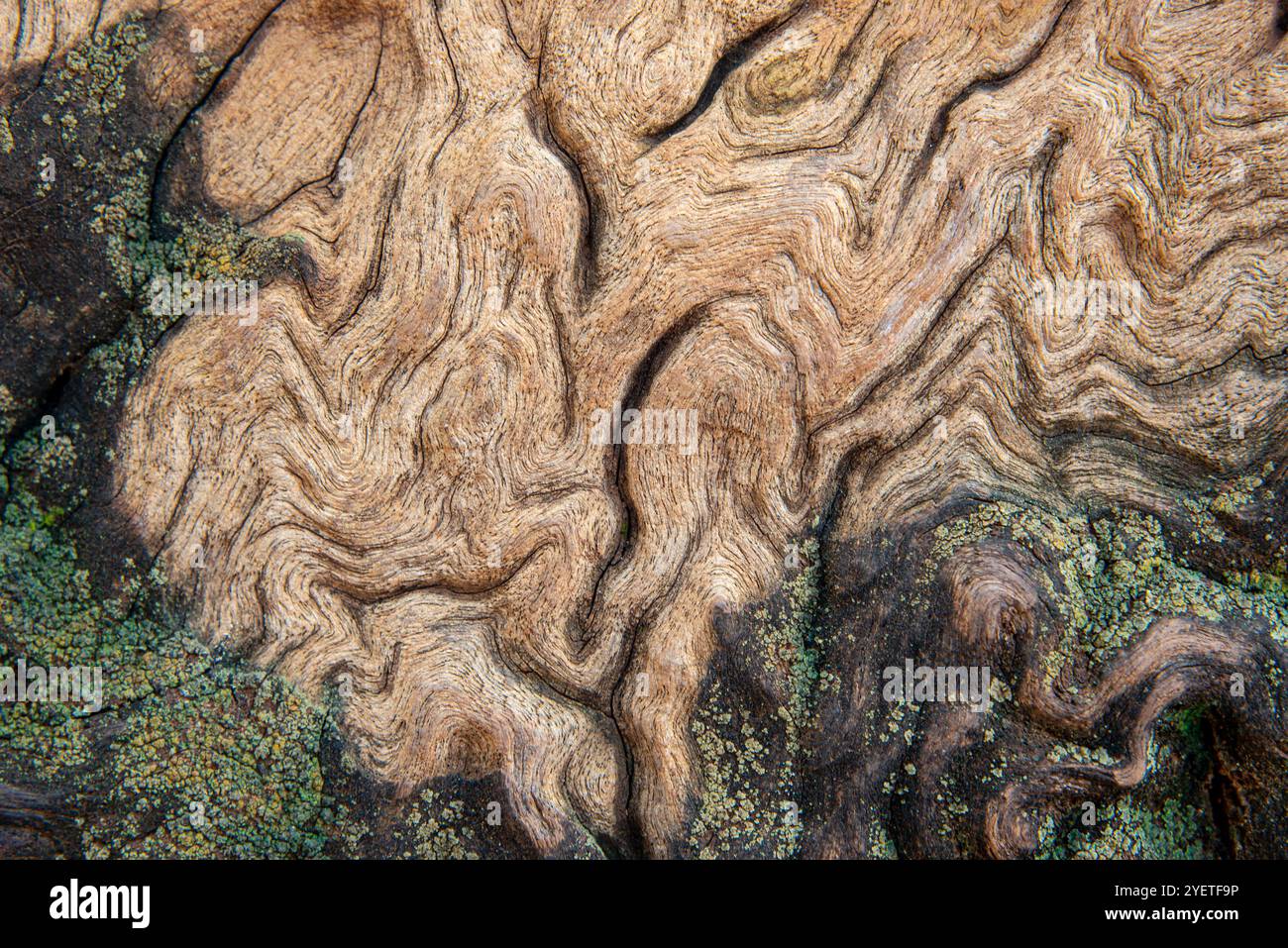 Détail et texture d'un vieil arbre d'eucalyptus à Wandegeya - Kampala Ouganda Banque D'Images