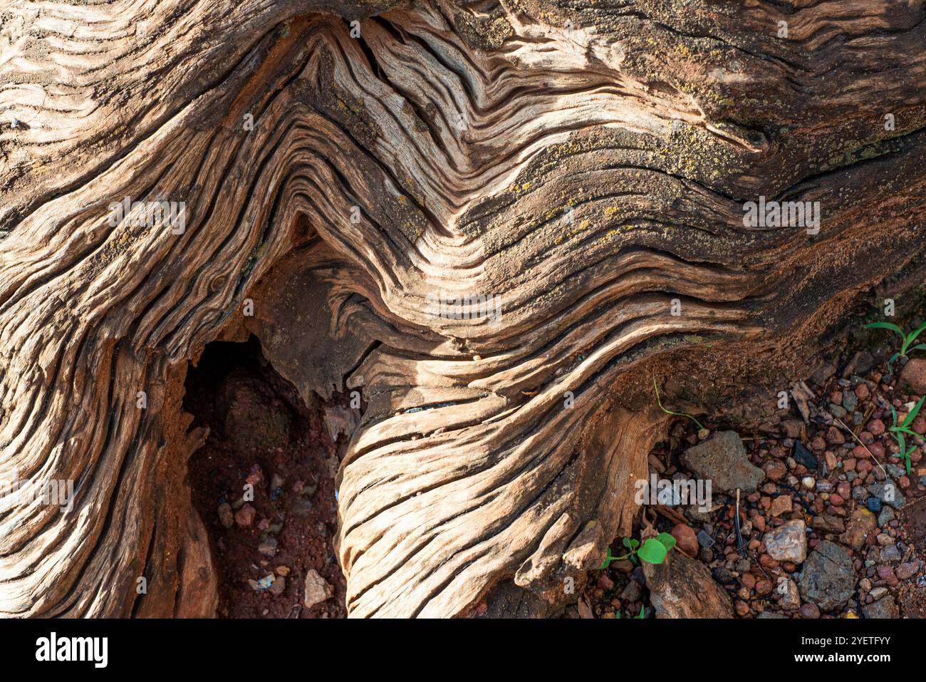 Détail et texture d'un vieil arbre d'eucalyptus à Wandegeya - Kampala Ouganda Banque D'Images