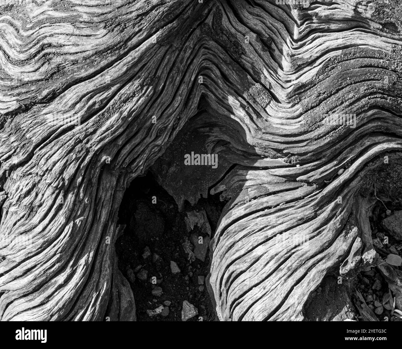 Détail et texture d'un vieil arbre d'eucalyptus à Wandegeya - Kampala Ouganda Banque D'Images