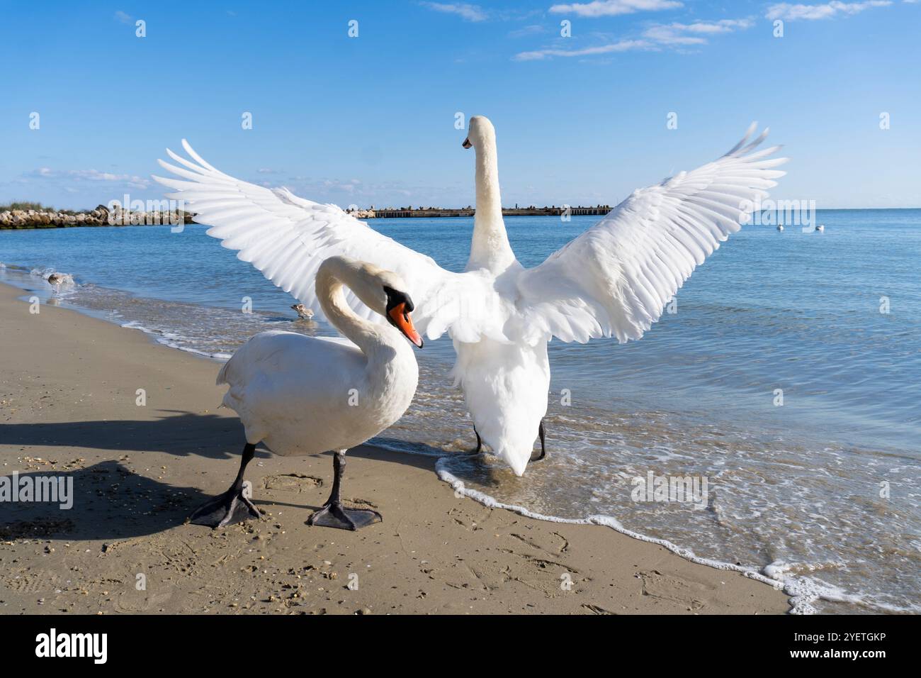 Cygne sauvage blanc sur la plage de la mer - mer Noire Banque D'Images