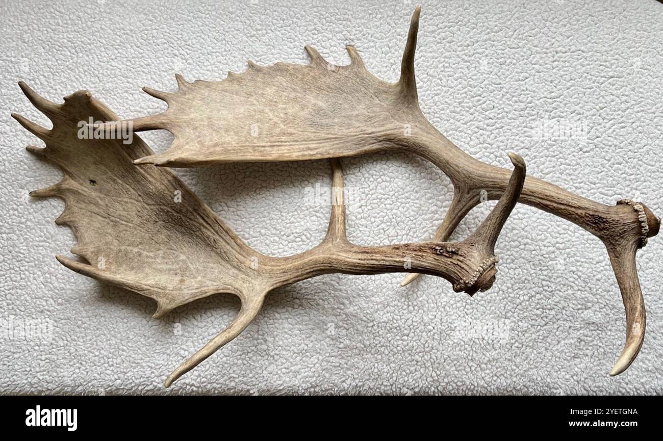 Les bois d'un cerf en jachère (cerf) Banque D'Images Les bois d'un cerf en jachère (cerf) Banque D'Images