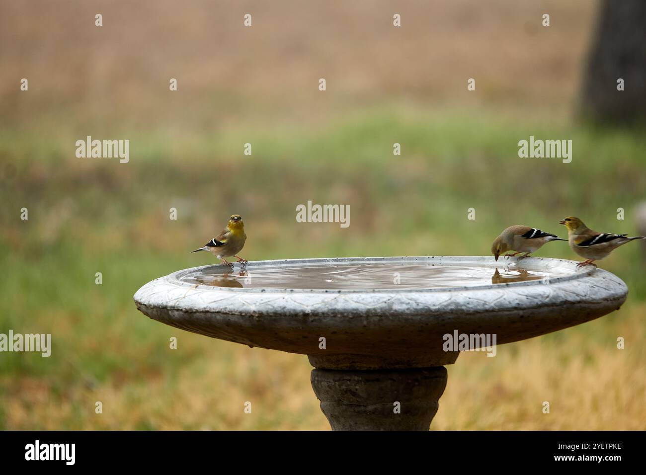 American Goldfinchs perché sur le bain d'oiseaux en béton en automne. Photo de haute qualité Banque D'Images