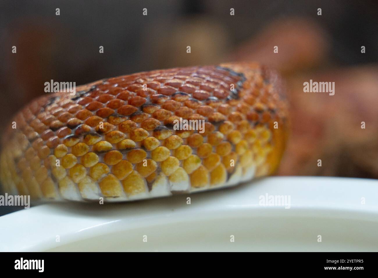 Gros plan d'une peau de serpent au maïs Banque D'Images