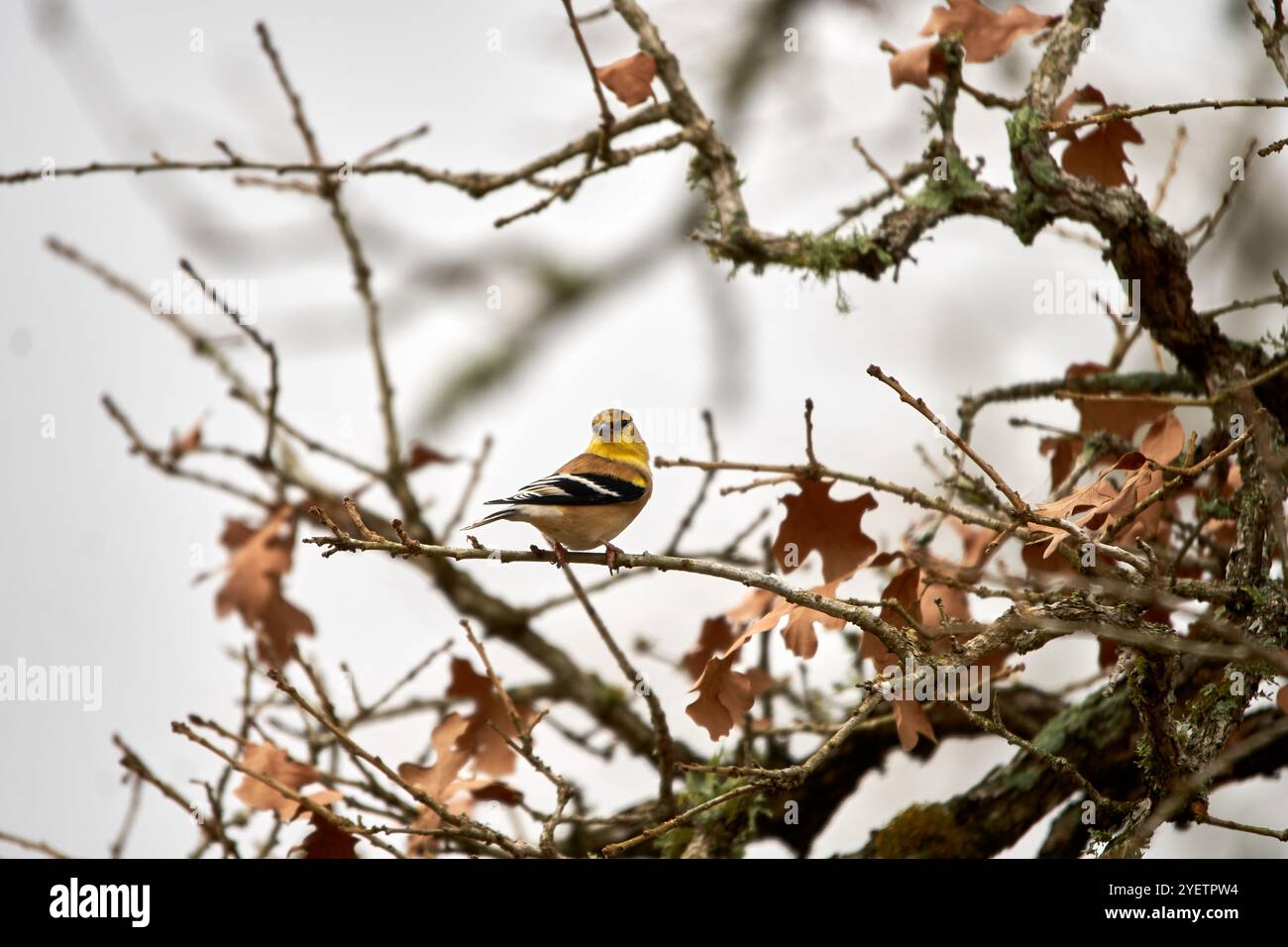 Mâle américain Goldfinch perché dans le chêne rouge du texas en automne. Photo de haute qualité Banque D'Images