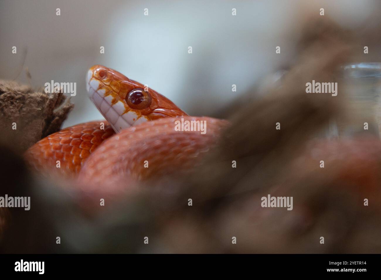 Portrait d'un serpent au maïs Banque D'Images
