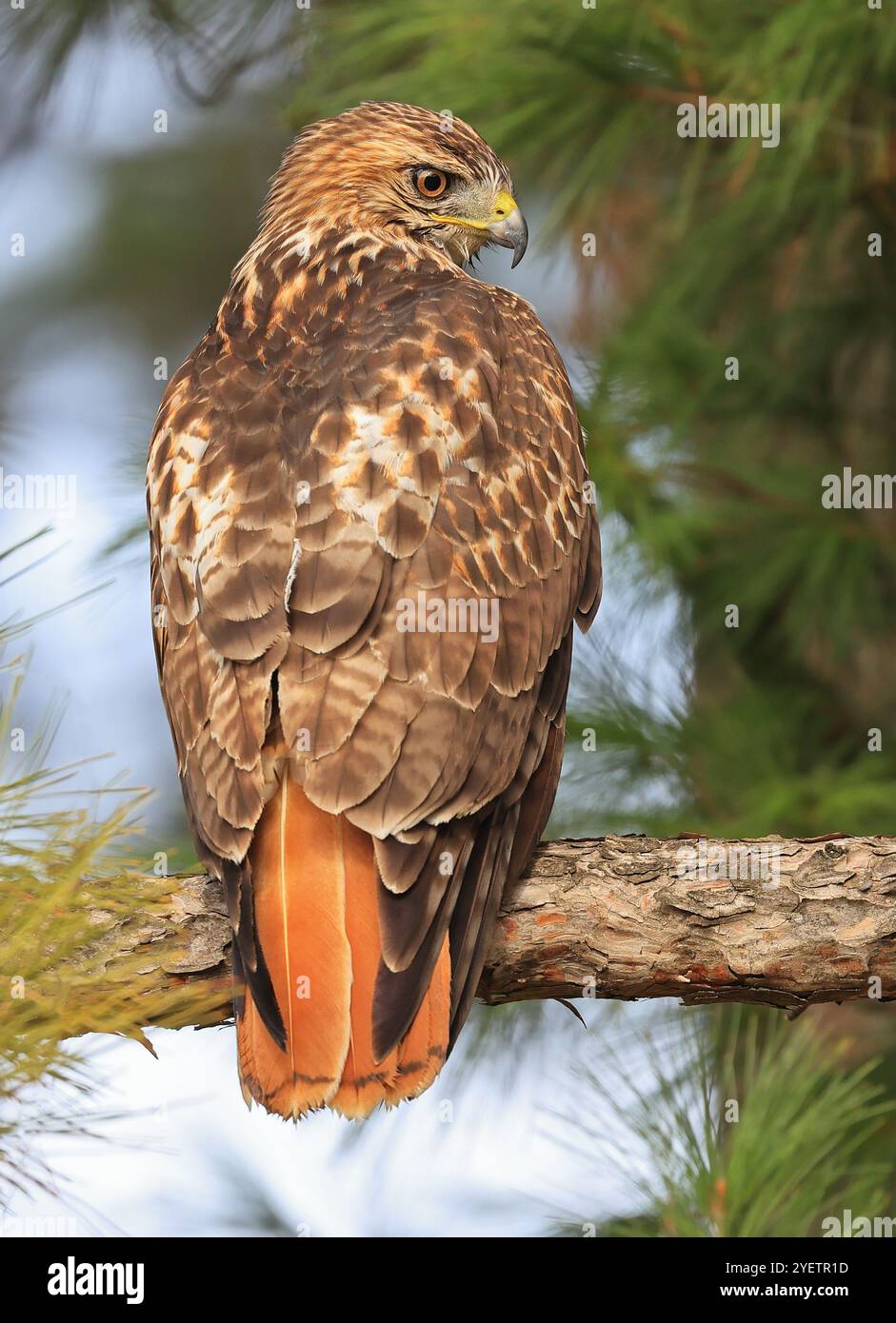 Faucon à queue rouge perché sur une branche d'arbre dans la forêt, Québec, Canada Banque D'Images