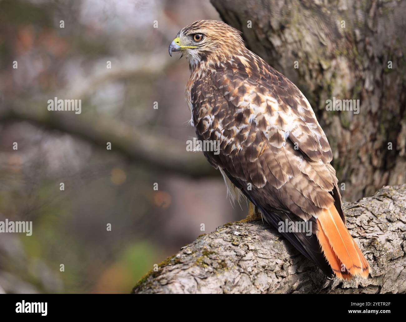 Faucon à queue rouge perché sur une branche d'arbre dans la forêt, Québec, Canada Banque D'Images