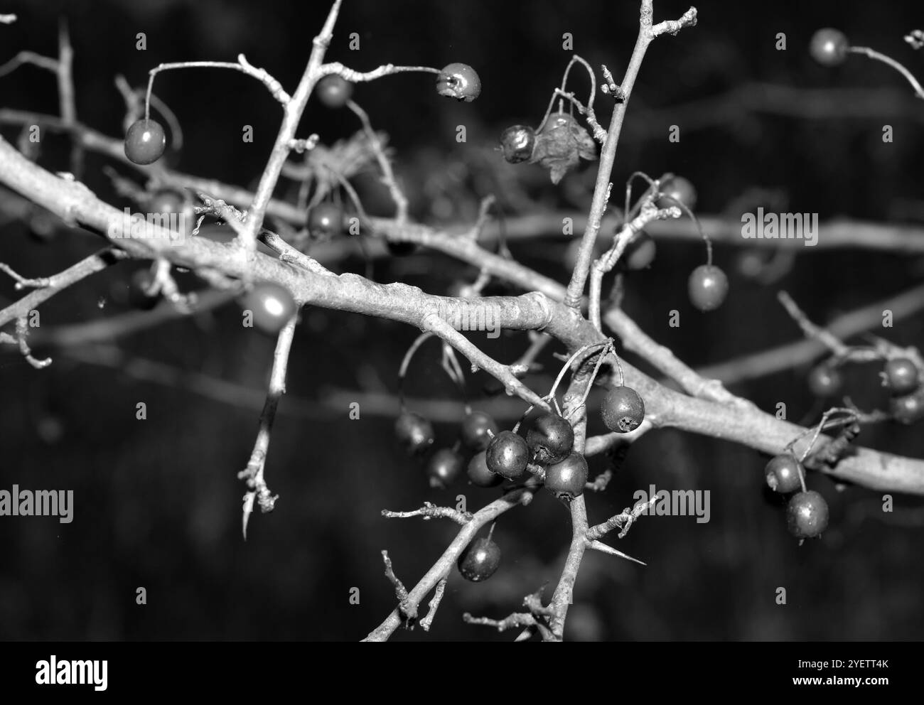 Hawthorn Bush en automne. Branches sans feuilles, baies. Image en noir et blanc. Banque D'Images