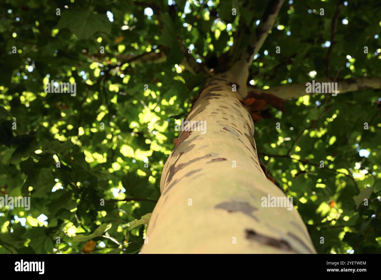 Platanus Banque D'Images