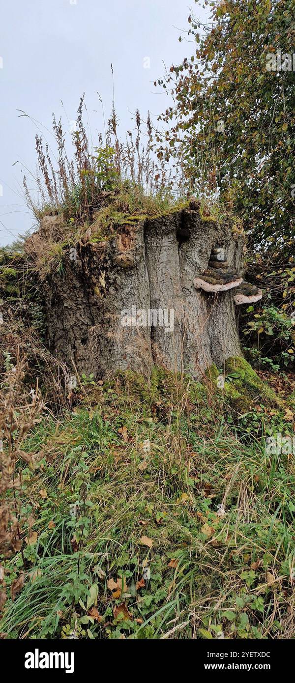 Champignon poussant sur les arbres dans le Peak District, Nord-Ouest de l'Angleterre - Image de stock capturée avec un smartphone