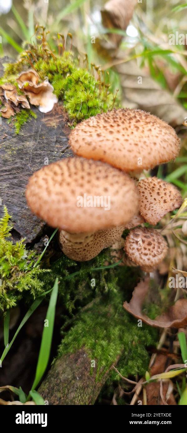 Champignon poussant sur les arbres dans le Peak District, Nord-Ouest de l'Angleterre - Image de stock capturée avec un smartphone