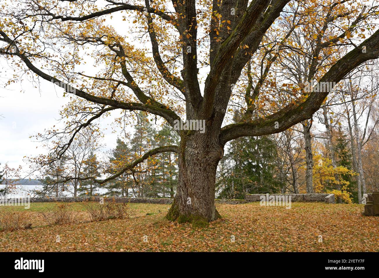 Cette image capture un arbre majestueux à la fin de l'automne, ses branches épaisses s'étendant largement avec une couverture clairsemée de feuilles dorées et brunes. Le grou Banque D'Images Cette image capture un arbre majestueux à la fin de l'automne, ses branches épaisses s'étendant largement avec une couverture clairsemée de feuilles dorées et brunes. Le grou Banque D'Images