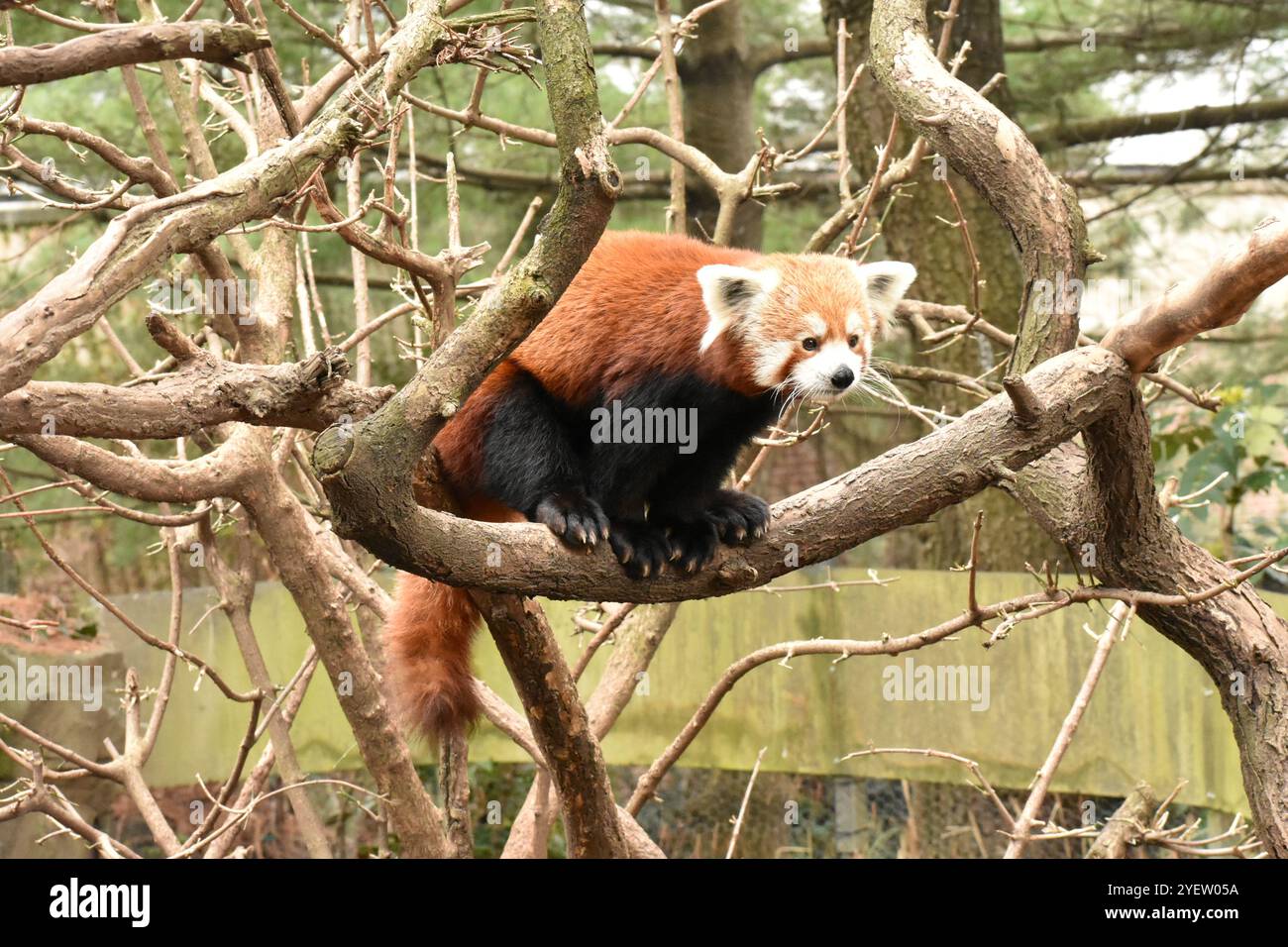 Panda rouge reposant sur une branche d'arbre. Banque D'Images