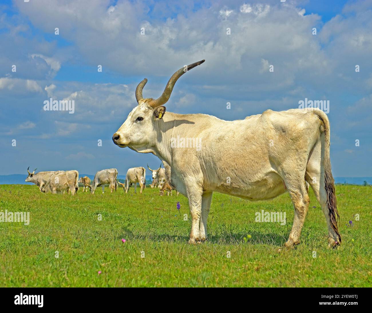 Les bovins gris hongrois errent dans le parc national du lac Neusiedl. Autriche, Hongrie Banque D'Images