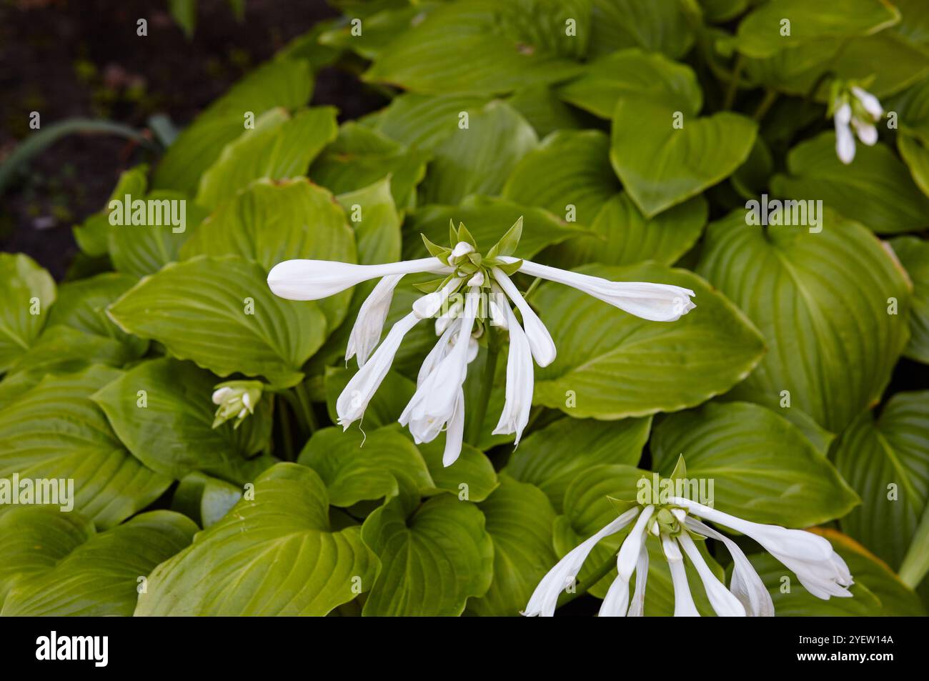 Les buissons hosta fleuris. HostA - une plante ornementale pour l'aménagement paysager du parc et du jardin. Nom de famille Asparagaceae, Nom scientifique Hosta planta Banque D'Images