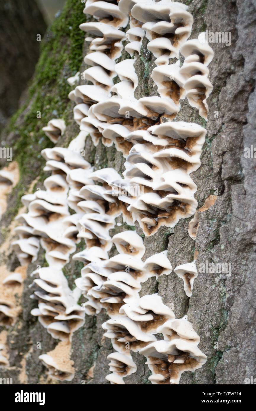 Osterley Park, Isleworth, Royaume-Uni. 31 octobre 2024. Champignons poussant sur l'écorce d'un chêne malade à Osterley Park à Isleworth, West London. Crédit : Maureen McLean/Alamy Banque D'Images