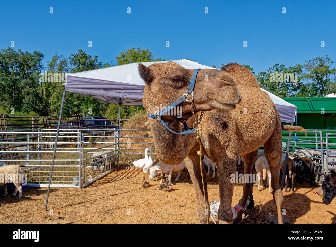 Un chameau et une variété d'autres animaux domestiques dans une ferme un zoo itinérant pour enfants en plein air par une journée ensoleillée au début de l'automne Banque D'Images