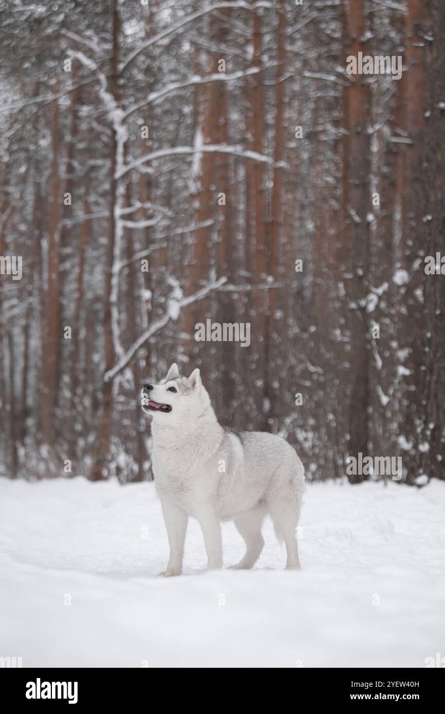 Husky sibérien moelleux dans la forêt de neige d'hiver. Un beau chien de race pure se tient dans la neige. L'extérieur de la race. Fond d'hiver. Banque D'Images