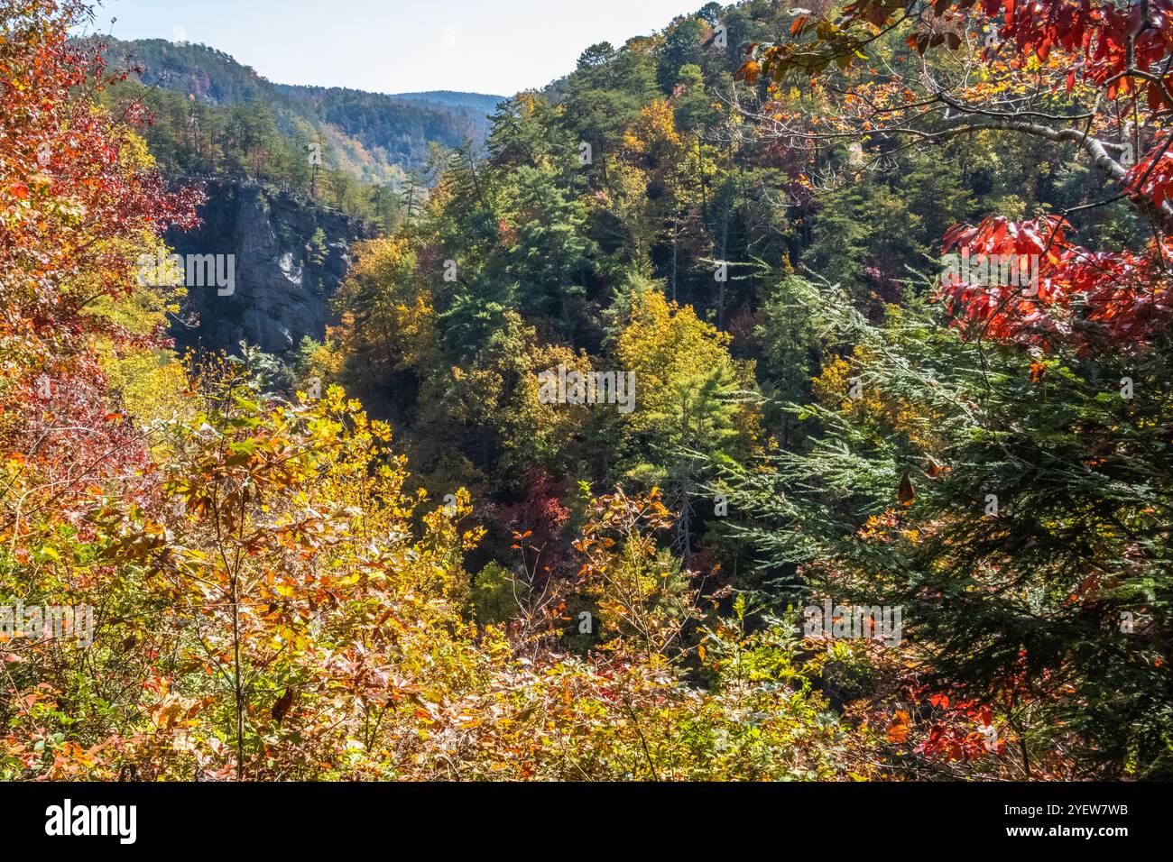 Changement des feuilles d'automne au parc national de Tallulah gorge à Tallulah Falls, Géorgie. (ÉTATS-UNIS) Banque D'Images