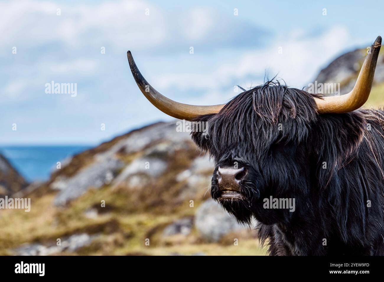 Portrait de bovins des Highlands à cornes noires qui paissent dans un paysage côtier sur l'île de Harris dans les Hébrides extérieures, en Écosse Banque D'Images