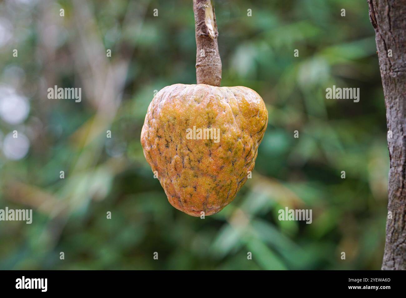 Pomme de sucre mûre en forme de triangle ou pomme douce sauvage ou crème anglaise Banque D'Images