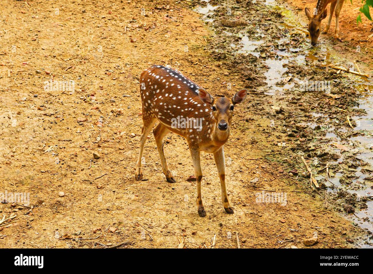Axis Deer regarde la caméra Banque D'Images