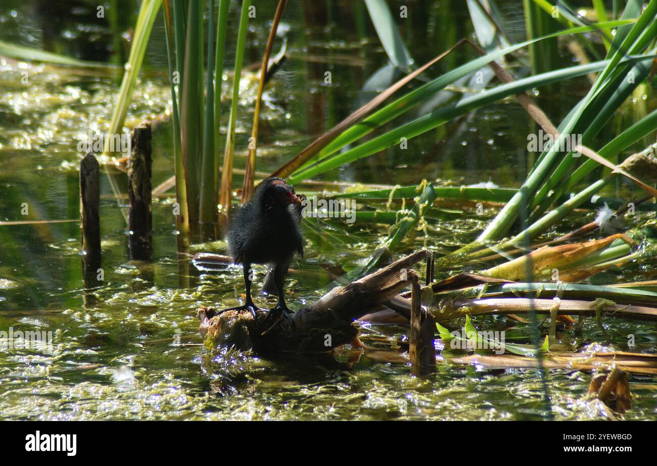 Poussin Coot debout sur la racine de roseau face à l'observateur et regardant droit avec la taille et la couleur clairement vu sur fond de roseau dans une bonne lumière Banque D'Images