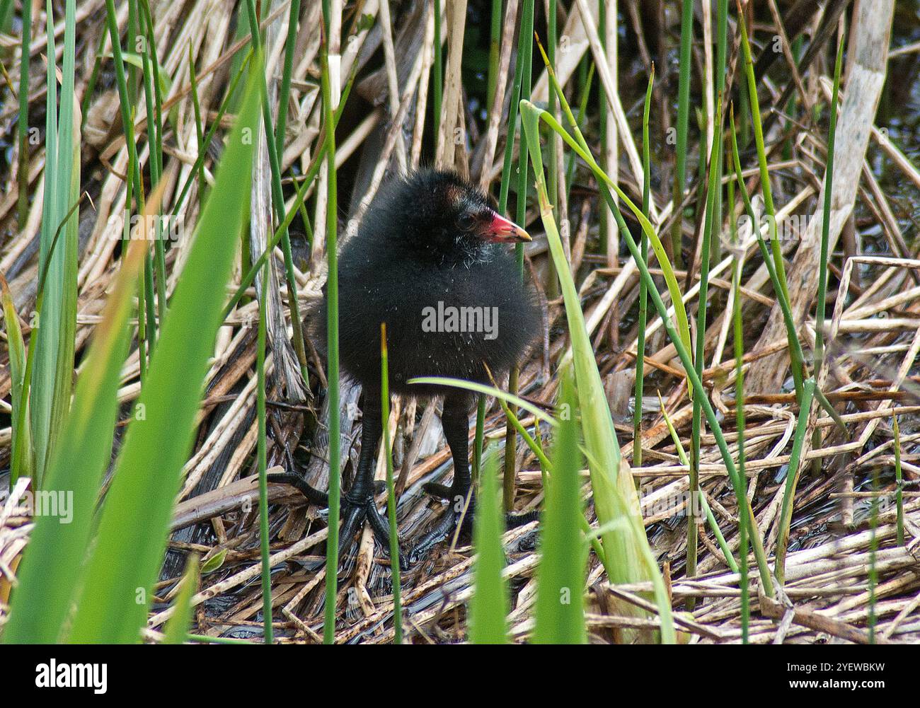 Poussin en gros plan au centre de l'image et en face de l'observateur regardant vers la droite et encadré par des pousses de roseaux verts frais Banque D'Images