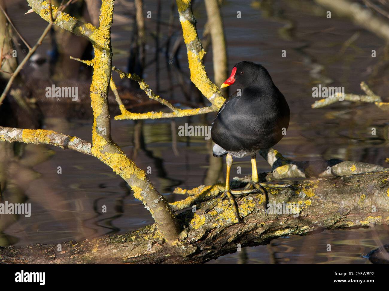 Moorhen en gros plan debout sur la branche couverte de lichen en bonne lumière et regardant à gauche dans l'image Banque D'Images