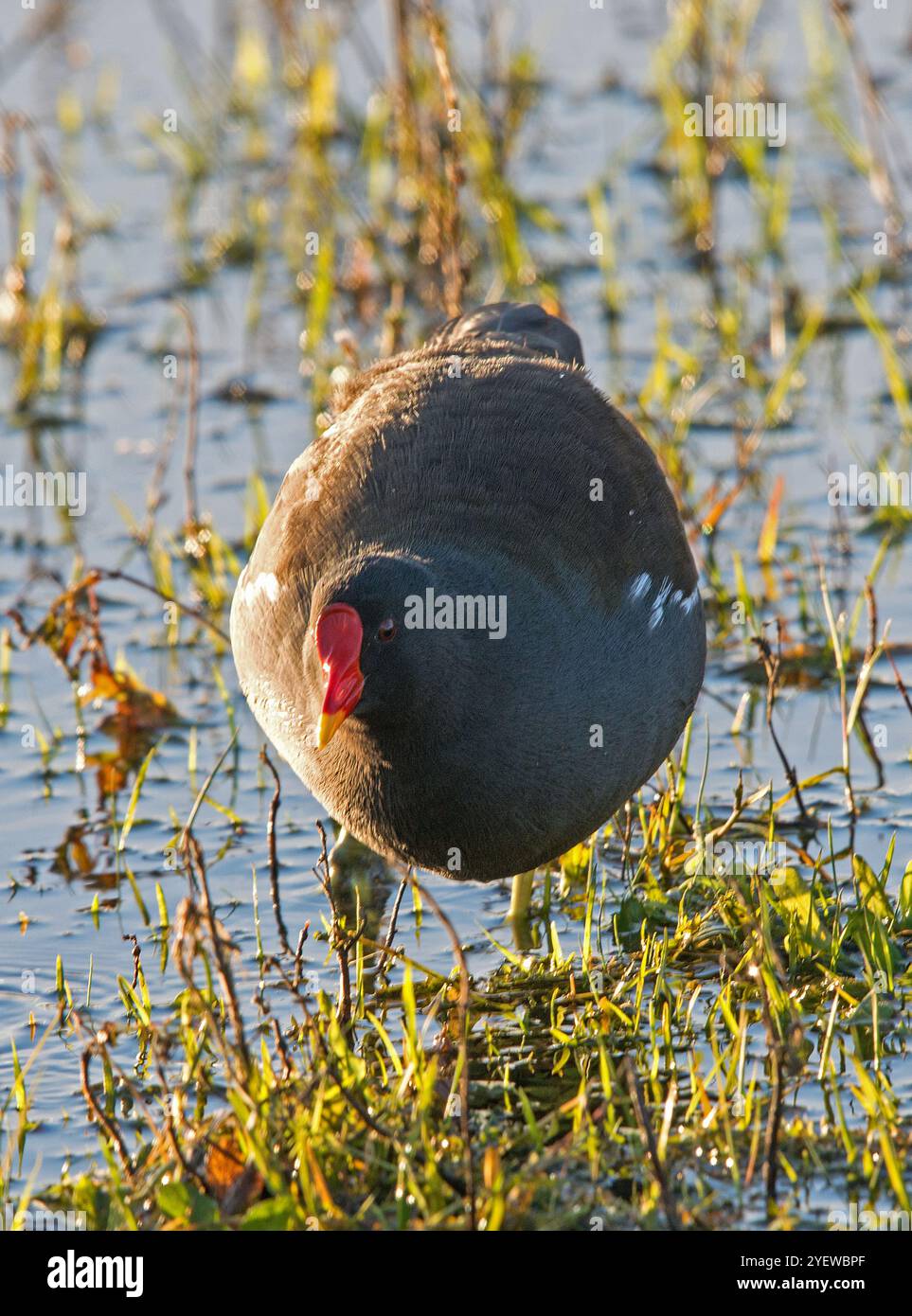 Moorhen en gros plan alors qu'il émerge de l'eau parmi la végétation et mis en évidence par le soleil d'hiver bas Banque D'Images