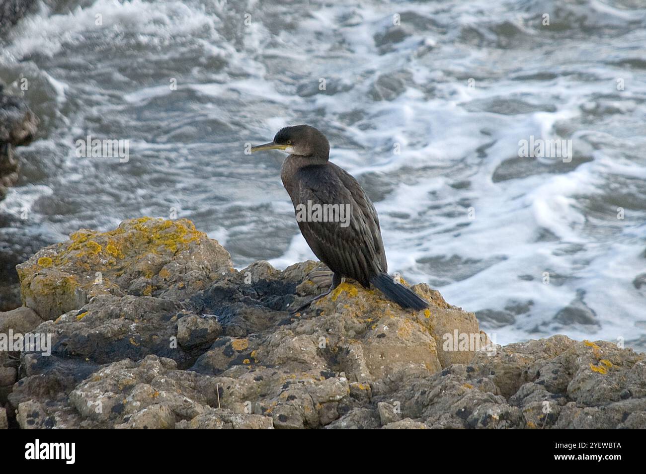 Cormorant en vue rapprochée debout sur les rochers dans un endroit côtier avec surf et mer ci-dessous regardant vers la gauche et en bonne lumière Banque D'Images